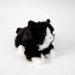 kotek mały biało-czarny