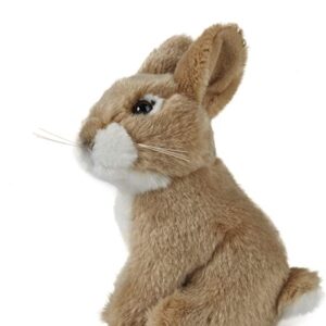 AN238 rabbit baby